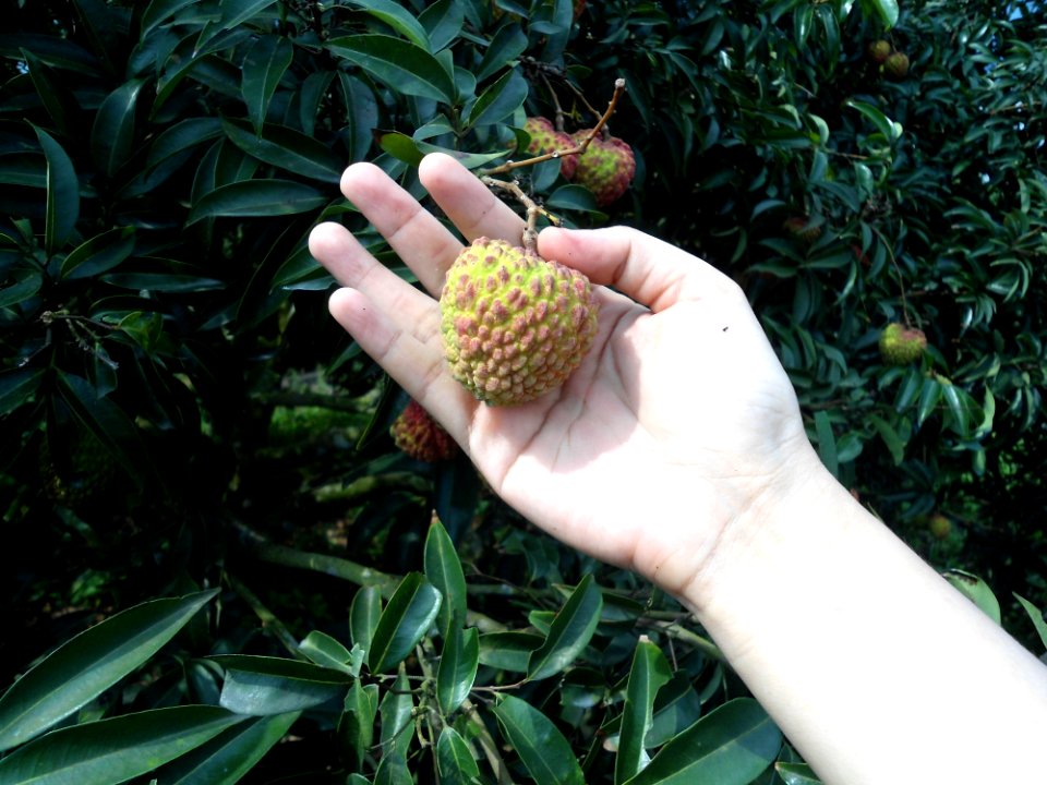 Lychee in Hainan nearing harvest time - 01