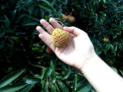 Lychee in Hainan nearing harvest time - 01