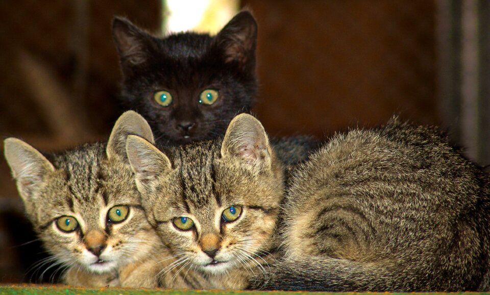 Cats little friends favourites