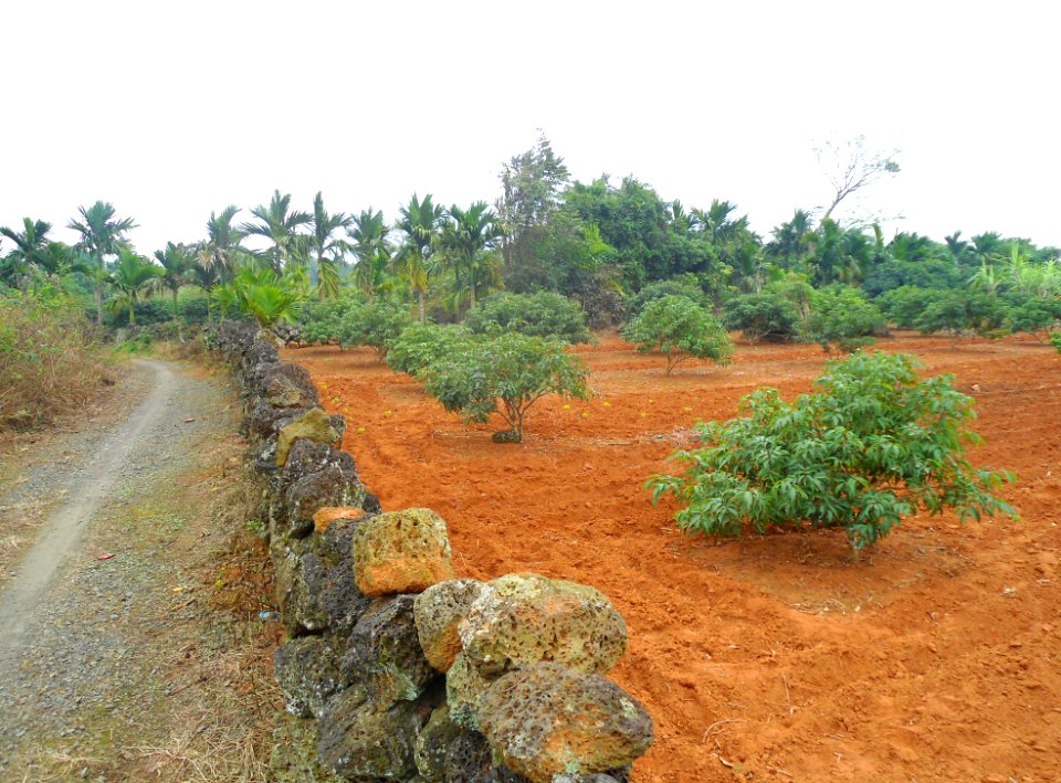Lychee trees in Hainan - 03