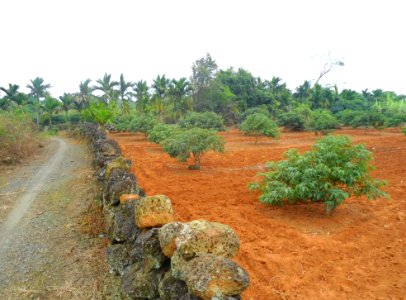 Lychee trees in Hainan - 03