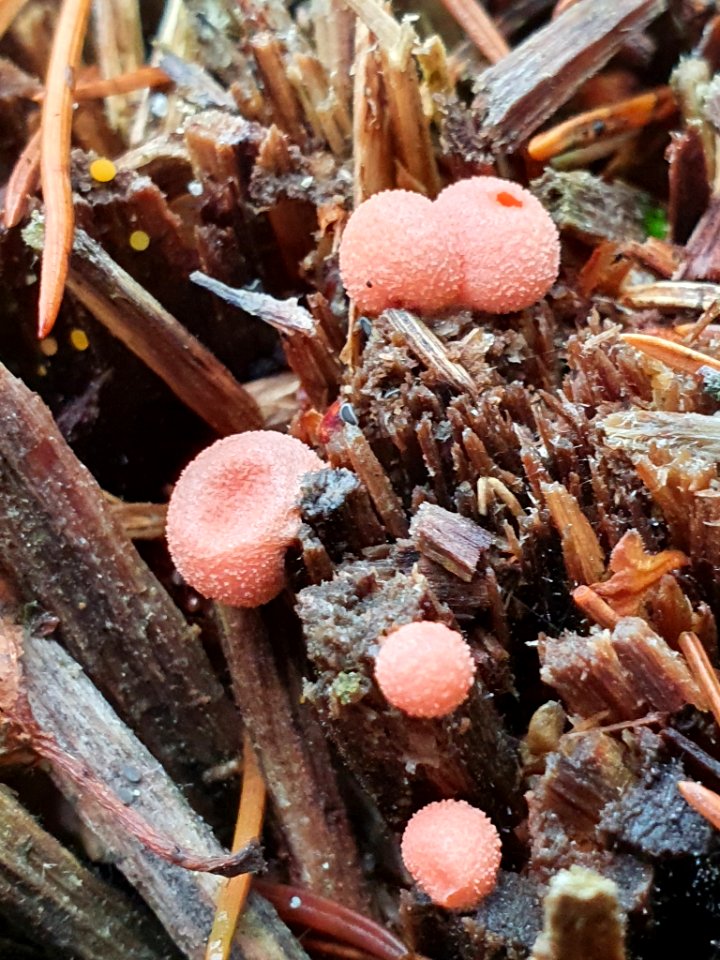 Lycogala epidendrum 103725684