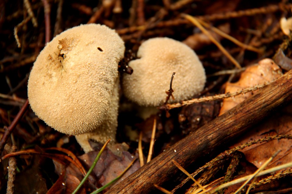 Lycoperdon perlatum 2010-09-25-4311