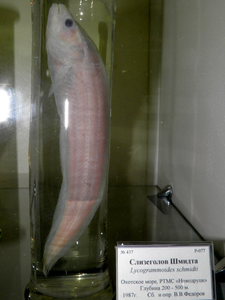 Lycogrammoides schmidti