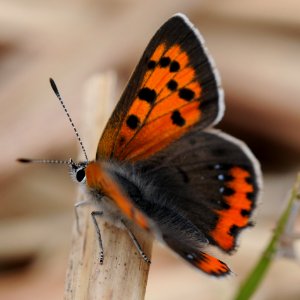 Lycaena phlaeas(Japan,2018.04.12) photo