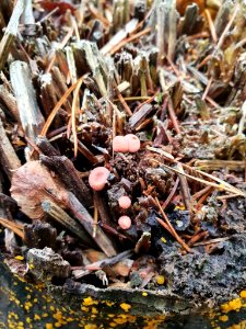 Lycogala epidendrum 103725707