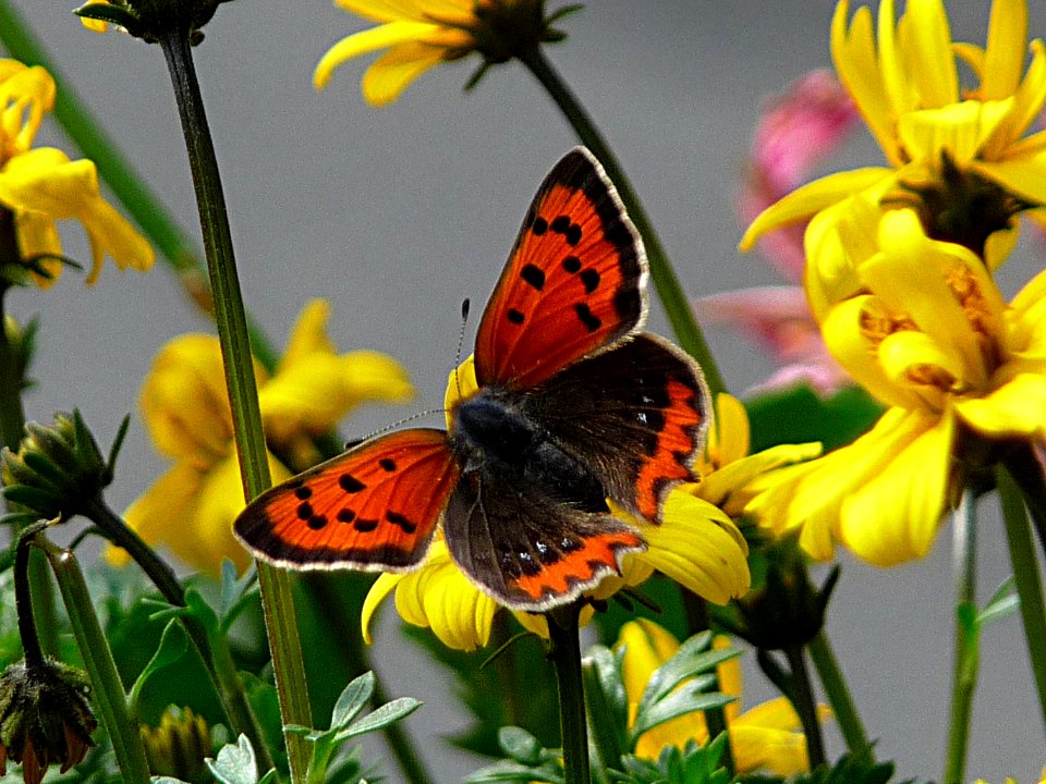 Lycaena phlaeas - Kleiner Feuerfalter Zwiesel