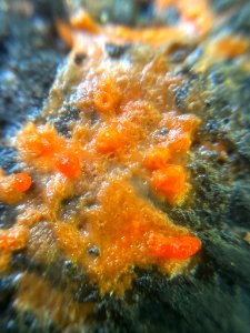 Lycogala epidendrum 101474112