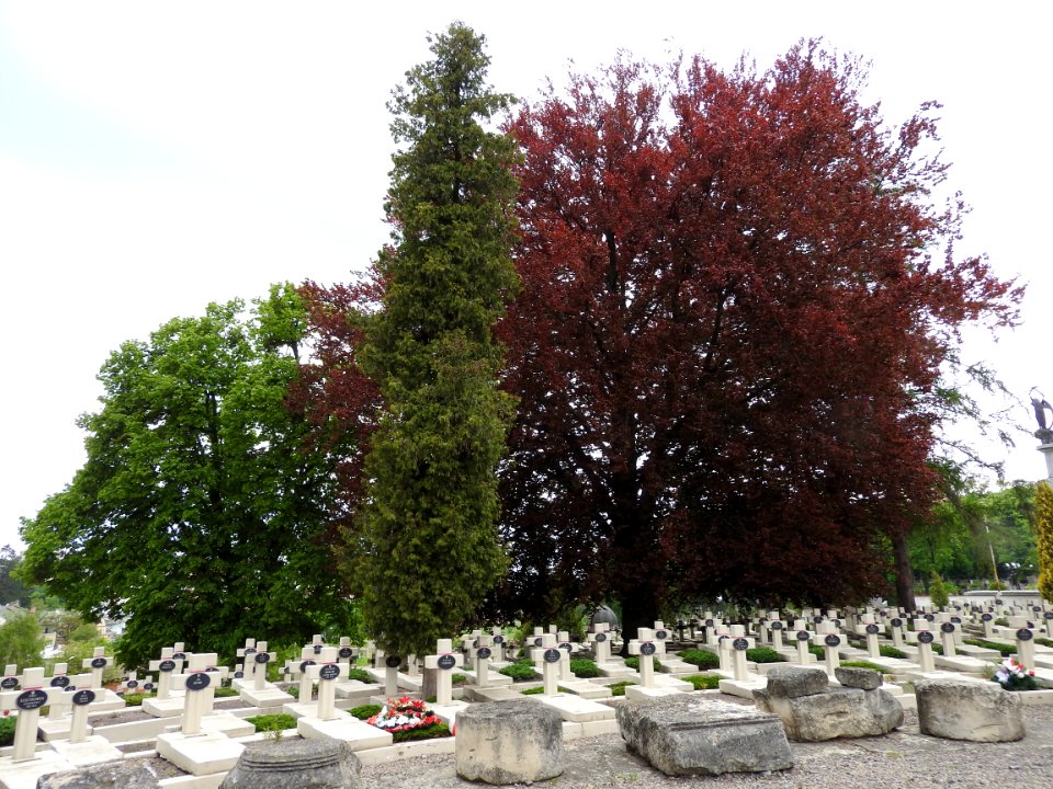 Lychakiv Cemetery 17
