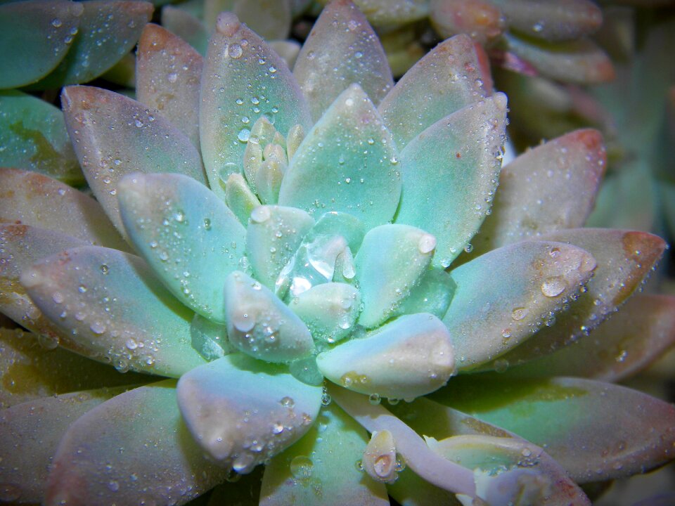 Green garden decoration