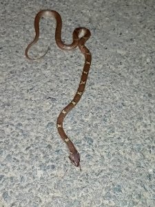 Lycodon aulicus, commonly known as the Indian wolf snake