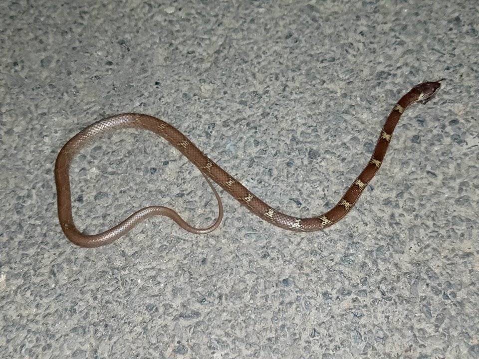 Lycodon aulicus, commonly known as the Indian wolf snake 2