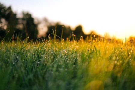 Grass landscape nature