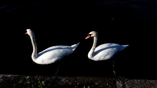 Lyon - Confluences - Cygnes