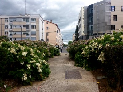Lyon 4e - Place de la Croix de Bois, vers le nord, depuis le centre fleuri photo