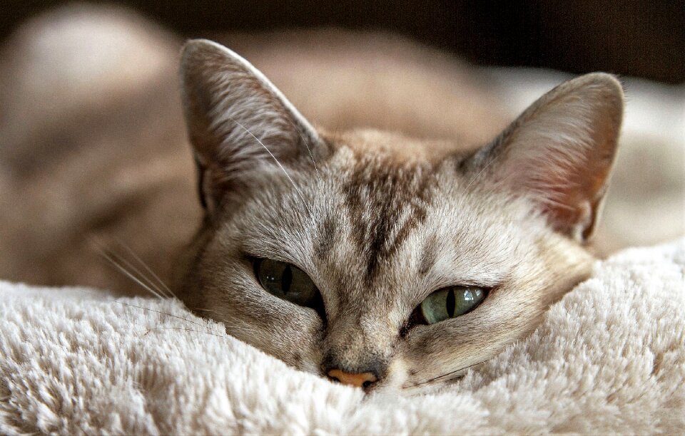 Animals cat lying feline