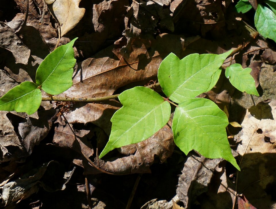 Poison allergic irritant