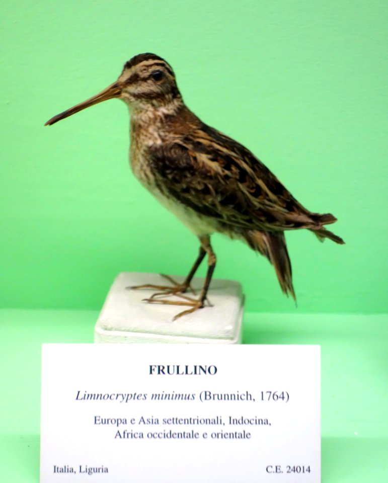Lymnocryptes minimus - Museo Civico di Storia Naturale Giacomo Doria - Genoa, Italy - DSC03105