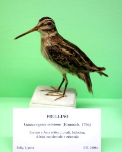 Lymnocryptes minimus - Museo Civico di Storia Naturale Giacomo Doria - Genoa, Italy - DSC03105