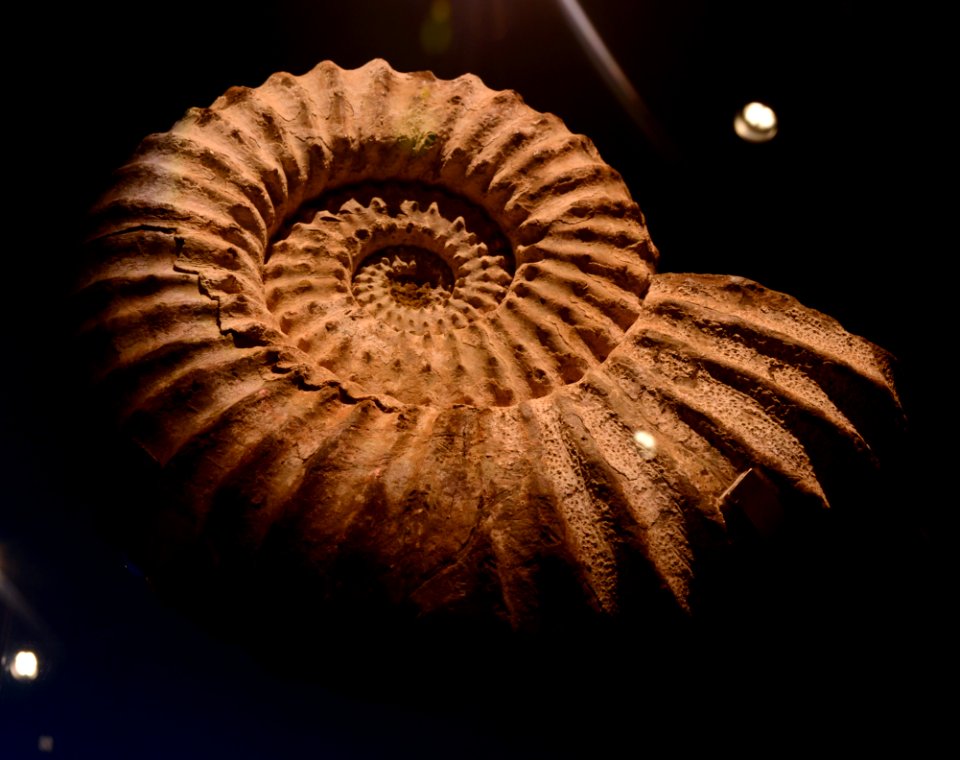 Lyelliceras lyelli Musée des Confluences 18 10 2015 1