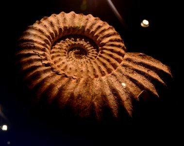 Lyelliceras lyelli Musée des Confluences 18 10 2015 1