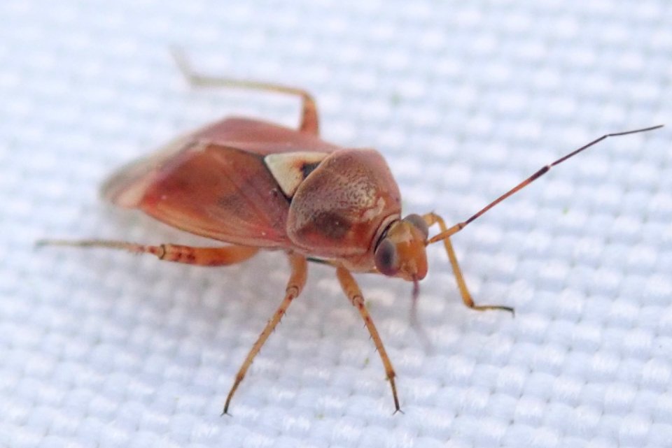 Lygus punctatus 56450565