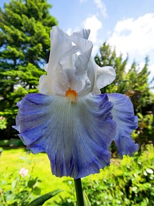 Blue white blossom