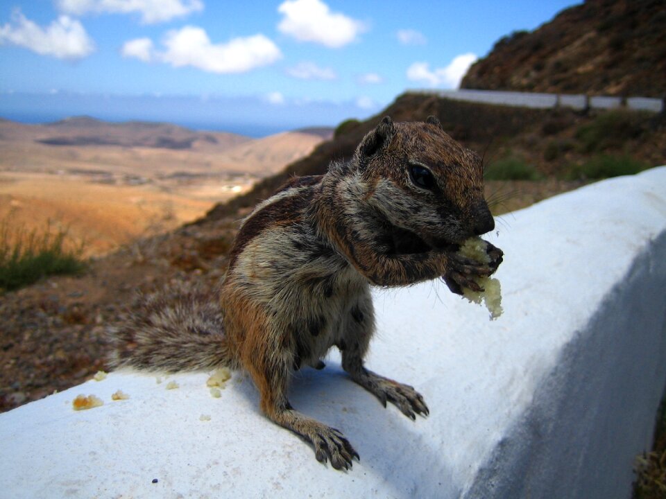 Furry nature rodent