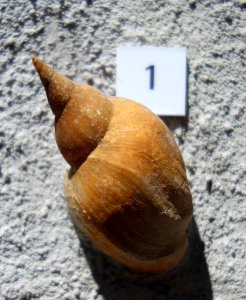 Lymnaea stagnalis - Senckenberg Naturhistorische Sammlungen Dresden - DSC08212