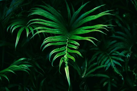Fern green black plant