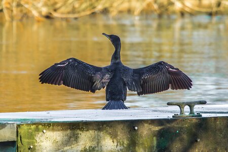 Cormorant river bird