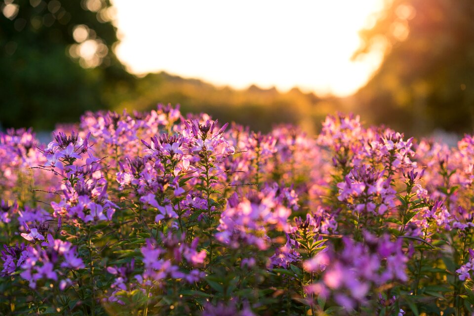 Flora flowers leaves