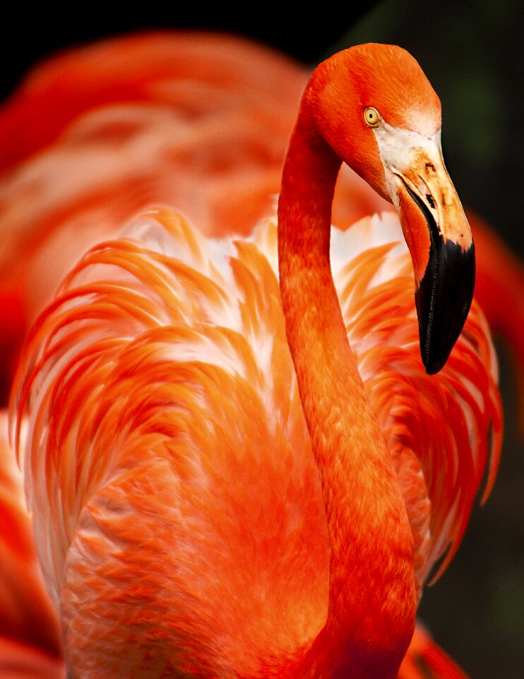 Beak beautiful bird