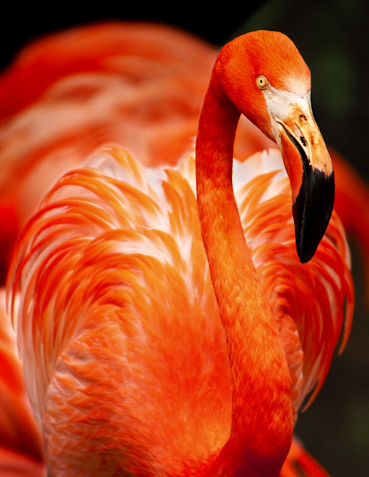 Beak beautiful bird photo