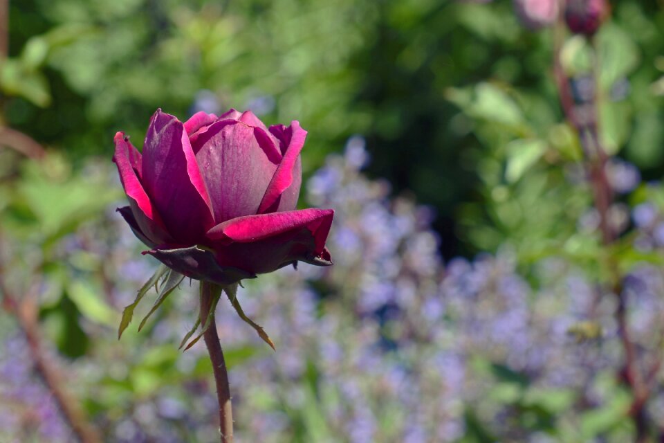 Violet blossom bloom