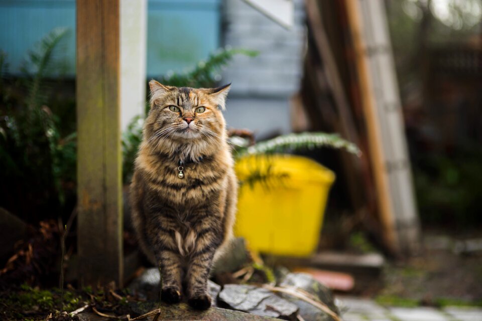 Cute feline furry