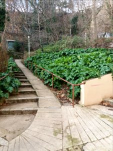 Lyon 1er - Passage Gonin - Acanthes