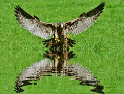 Wildpark poing approach prey
