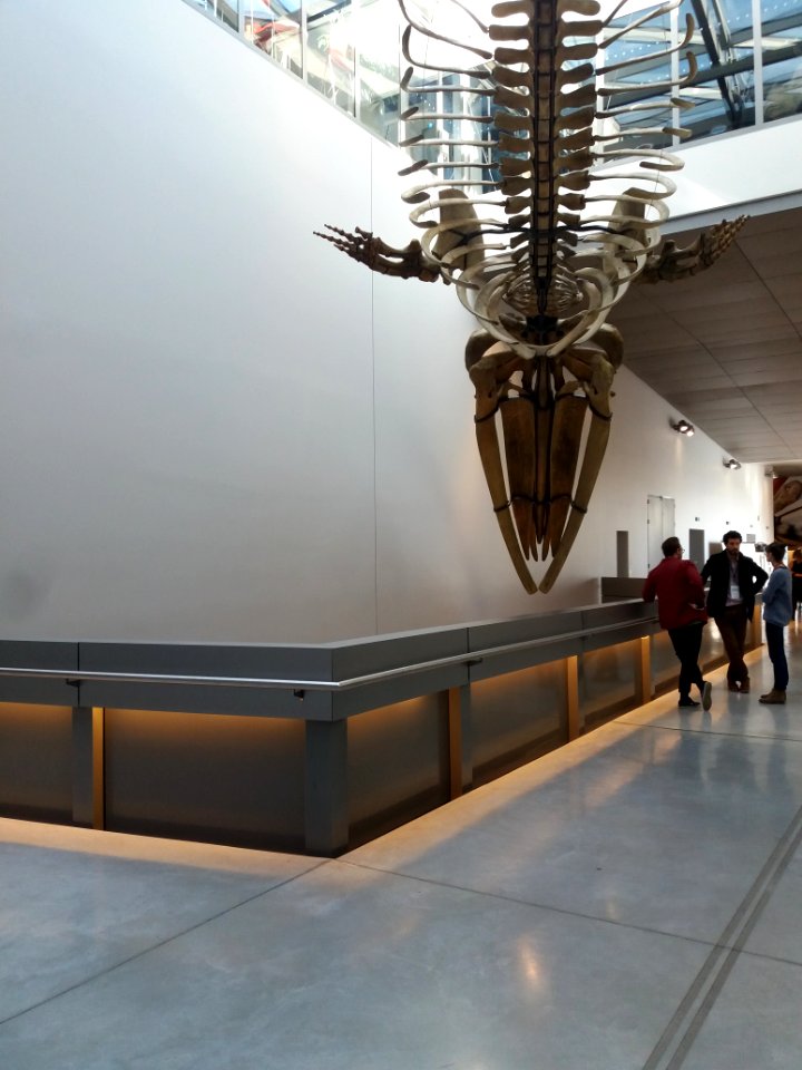 Lyon 2e - Musée des Confluences, squelette de baleine nouvellement restauré, exposé deux jours dans le hall du 2ème étage, dessous