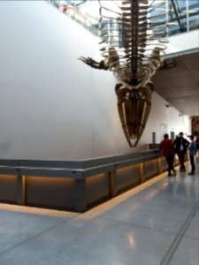 Lyon 2e - Musée des Confluences, squelette de baleine nouvellement restauré, exposé deux jours dans le hall du 2ème étage, dessous