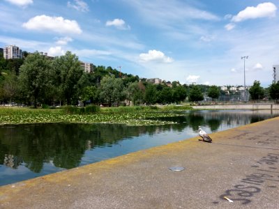 Lyon 2e - Jardin aquatique de Ouagadougou, un pigeon sur le bord, côté allée André Mure