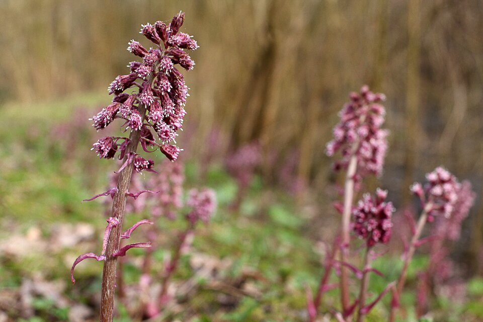 Petasites hybridus bach-butterbur red butterbur