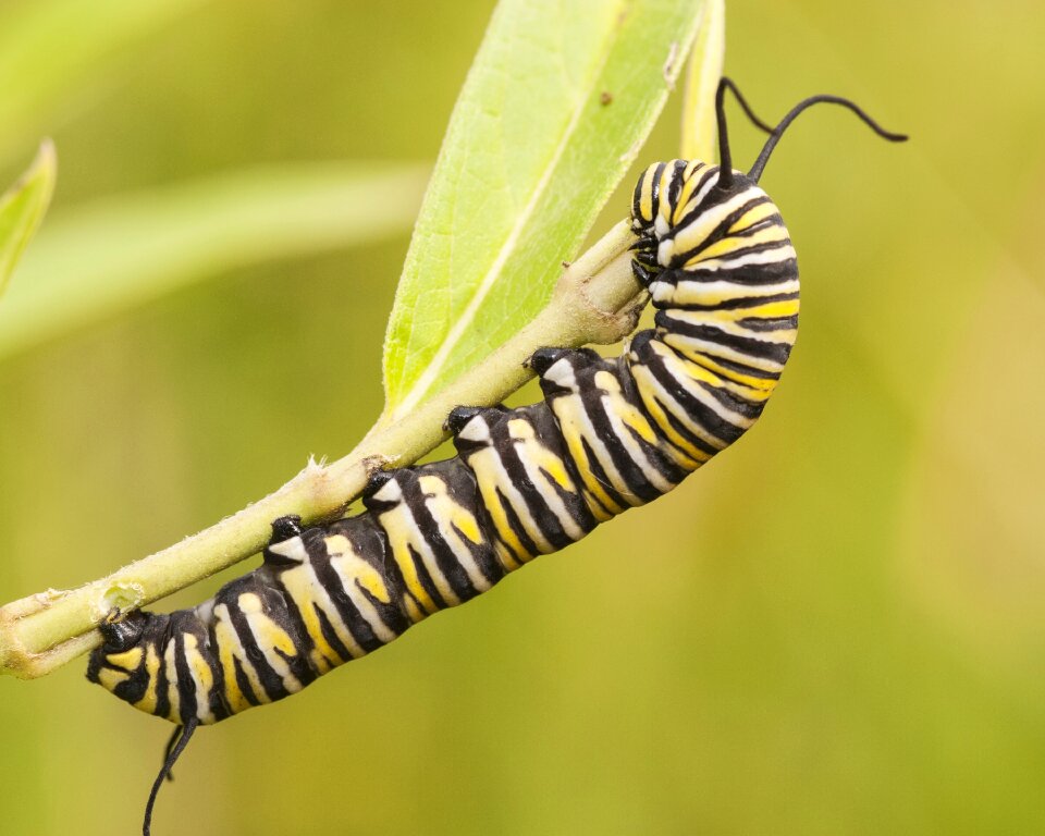 Insect milkweed wildlife