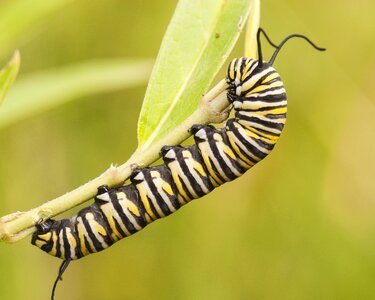 Insect milkweed wildlife photo