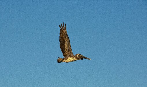 Flight sky wildlife