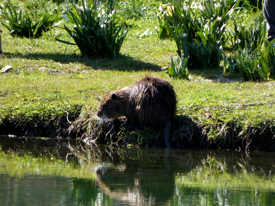 Lyon 2e - Jardin aquatique Ouagadougou - Ragondin 01