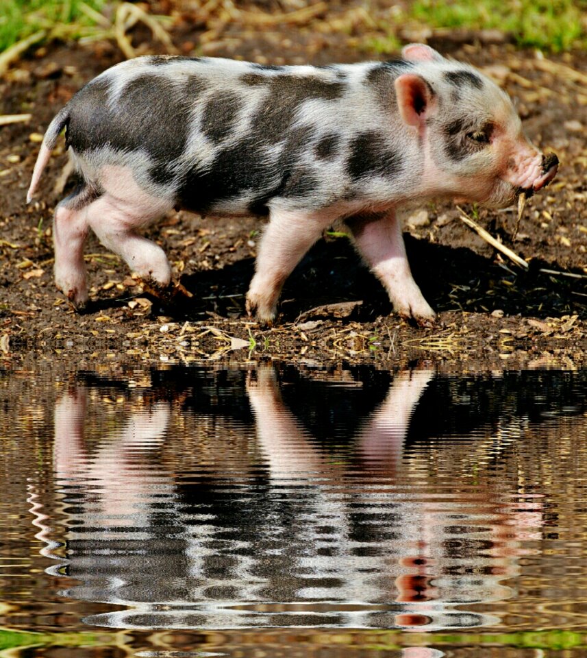 Bank wildpark poing baby