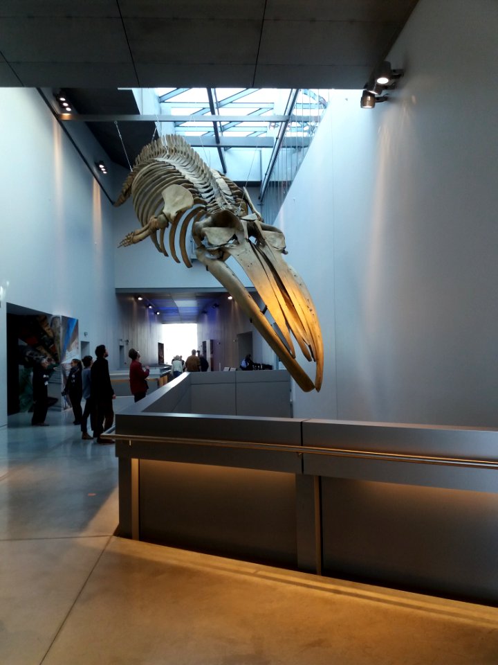 Lyon 2e - Musée des Confluences, squelette de baleine nouvellement restauré, exposé deux jours dans le hall du 2ème étage