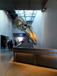 Lyon 2e - Musée des Confluences, squelette de baleine nouvellement restauré, exposé deux jours dans le hall du 2ème étage