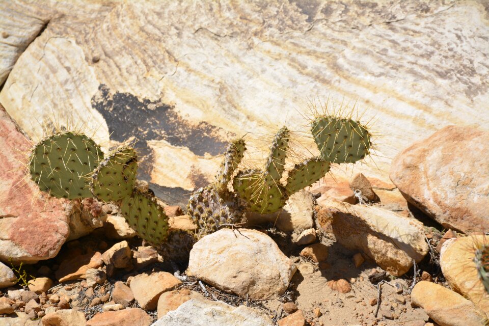 Vegetation roche nature